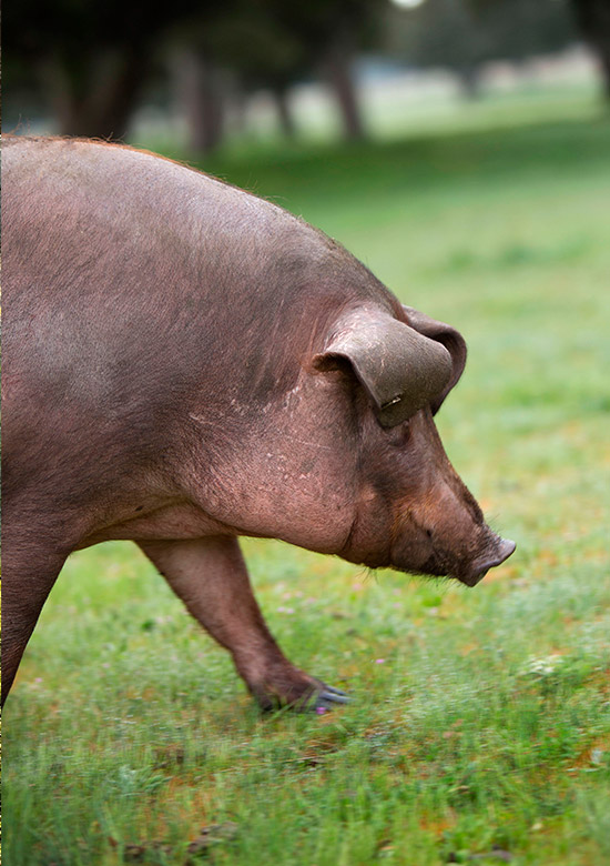Cerdo raza ibérica